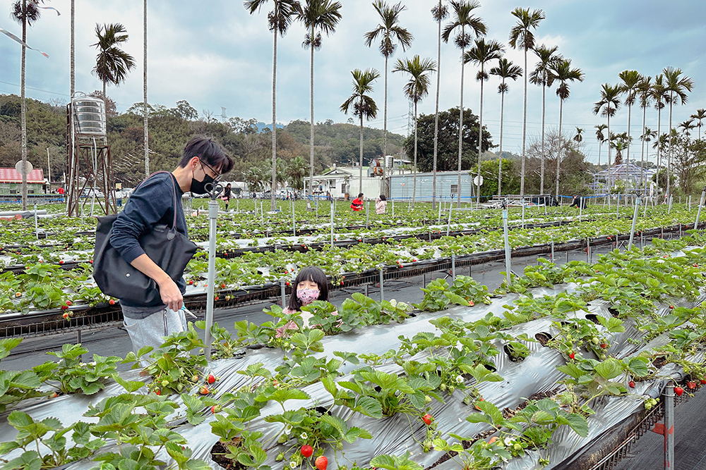 太湖觀光草莓園 | 苗栗大湖採草莓推薦！腹地廣大草莓多~地面/高架草莓都有(門口就是停車場假日也方便停車)