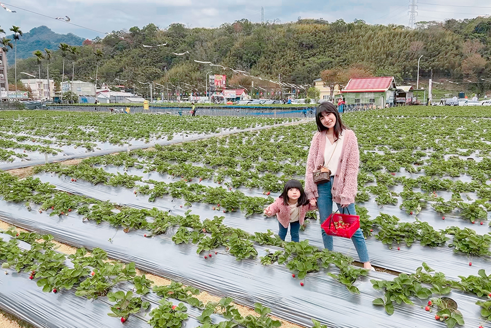 太湖觀光草莓園 | 苗栗大湖採草莓推薦！腹地廣大草莓多~地面/高架草莓都有(門口就是停車場假日也方便停車)