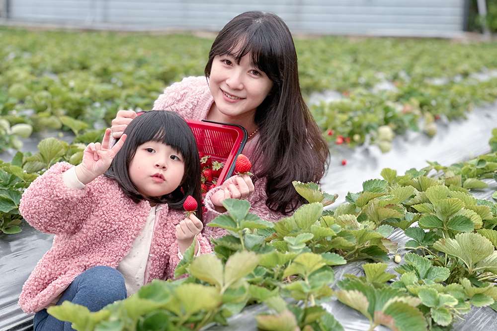 太湖觀光草莓園 | 苗栗大湖採草莓推薦！腹地廣大草莓多~地面/高架草莓都有(門口就是停車場假日也方便停車)