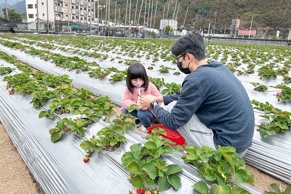 太湖觀光草莓園 | 苗栗大湖採草莓推薦！腹地廣大草莓多~地面/高架草莓都有(門口就是停車場假日也方便停車)