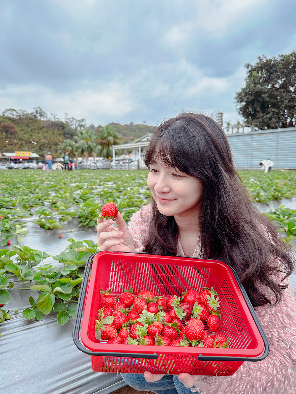 太湖觀光草莓園 | 苗栗大湖採草莓推薦！腹地廣大草莓多~地面/高架草莓都有(門口就是停車場假日也方便停車)