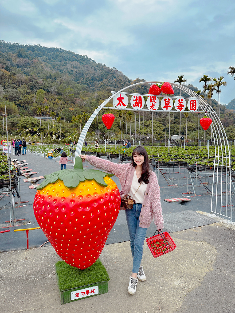 太湖觀光草莓園 | 苗栗大湖採草莓推薦！腹地廣大草莓多~地面/高架草莓都有(門口就是停車場假日也方便停車)