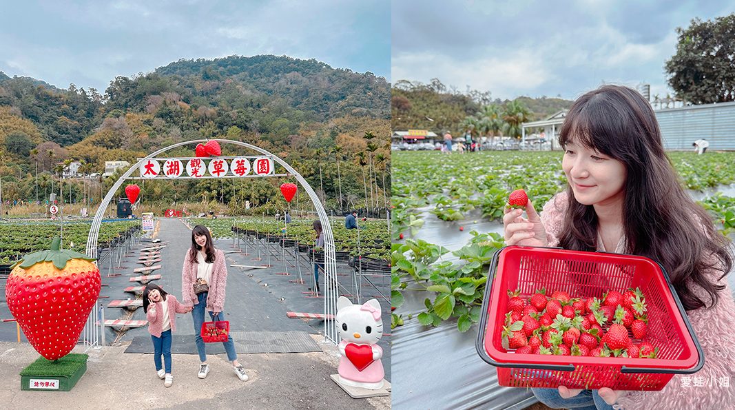 太湖觀光草莓園 | 苗栗大湖採草莓推薦！腹地廣大草莓多~地面/高架草莓都有(門口就是停車場假日也方便停車)