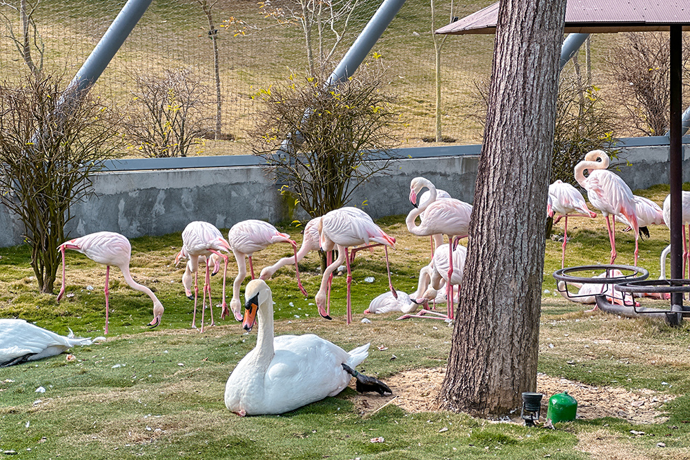 九九峰動物樂園│亞洲最大鳥類主題樂園。侏儸紀恐龍小火車.感受被鸚鵡包圍的刺激.免費騎小馬.餵羊駝/南投草屯親子旅遊景點