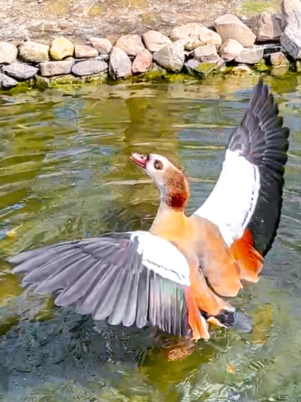 九九峰動物樂園│亞洲最大鳥類主題樂園。侏儸紀恐龍小火車.感受被鸚鵡包圍的刺激.免費騎小馬.餵羊駝/南投草屯親子旅遊景點