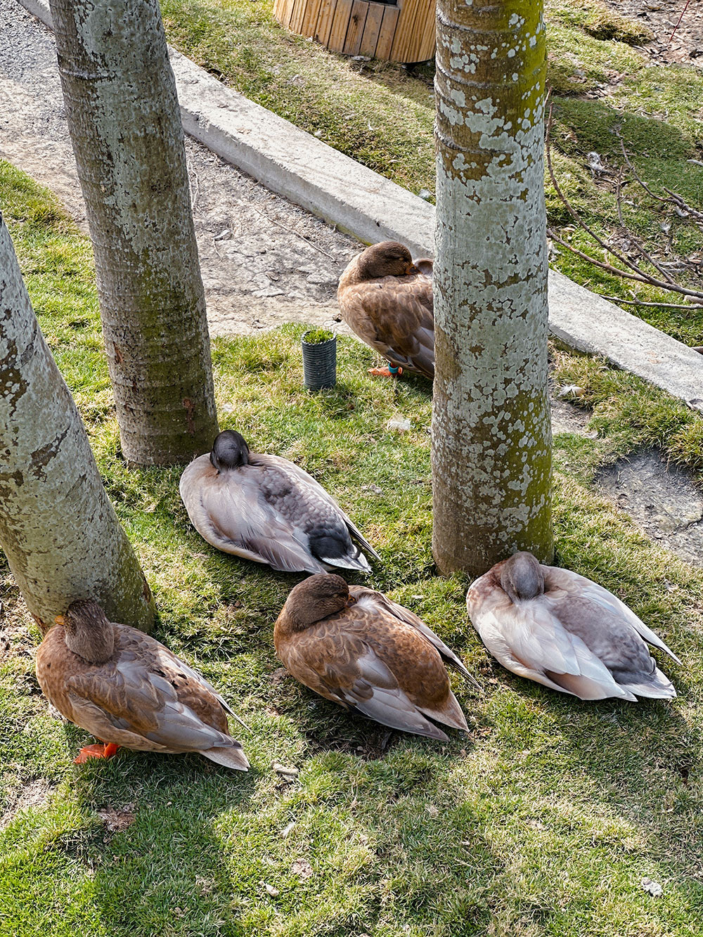 九九峰動物樂園│亞洲最大鳥類主題樂園。侏儸紀恐龍小火車.感受被鸚鵡包圍的刺激.免費騎小馬.餵羊駝/南投草屯親子旅遊景點