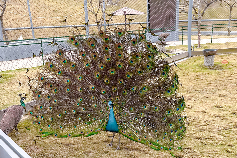 九九峰動物樂園│亞洲最大鳥類主題樂園。侏儸紀恐龍小火車.感受被鸚鵡包圍的刺激.免費騎小馬.餵羊駝/南投草屯親子旅遊景點