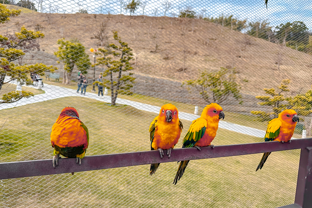 九九峰動物樂園│亞洲最大鳥類主題樂園。侏儸紀恐龍小火車.感受被鸚鵡包圍的刺激.免費騎小馬.餵羊駝/南投草屯親子旅遊景點