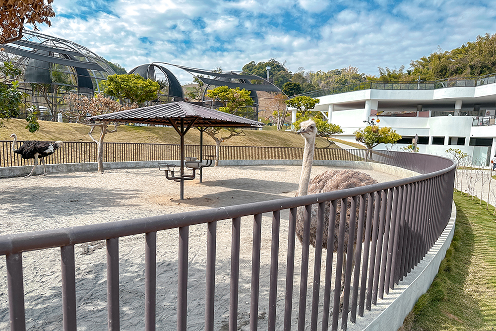 九九峰動物樂園│亞洲最大鳥類主題樂園。侏儸紀恐龍小火車.感受被鸚鵡包圍的刺激.免費騎小馬.餵羊駝/南投草屯親子旅遊景點