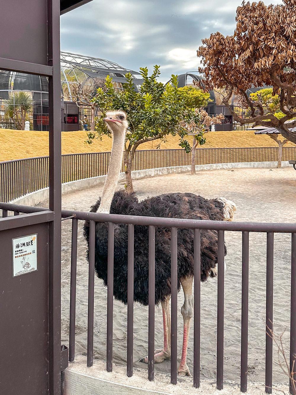 九九峰動物樂園│亞洲最大鳥類主題樂園。侏儸紀恐龍小火車.感受被鸚鵡包圍的刺激.免費騎小馬.餵羊駝/南投草屯親子旅遊景點