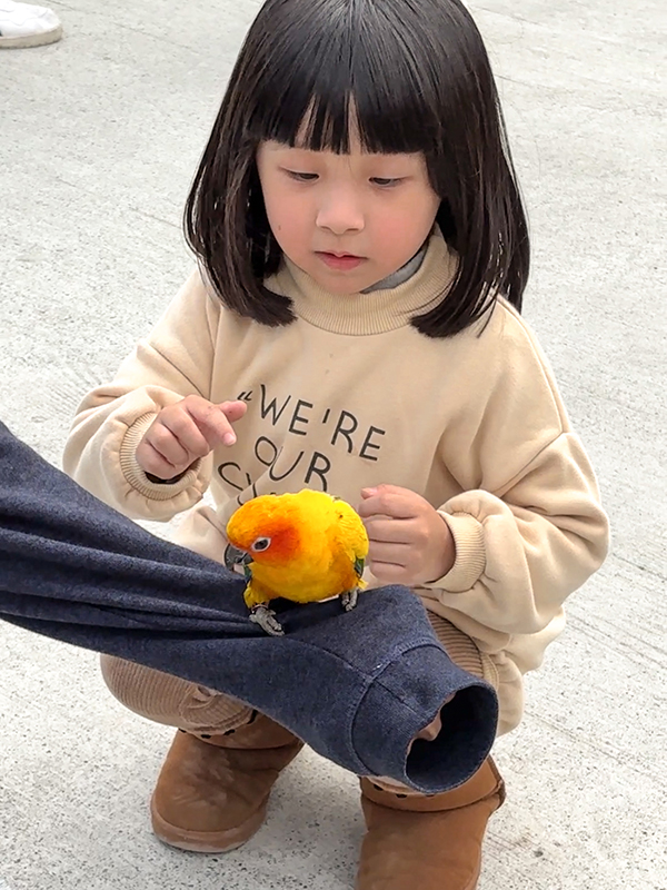 九九峰動物樂園│亞洲最大鳥類主題樂園。侏儸紀恐龍小火車.感受被鸚鵡包圍的刺激.免費騎小馬.餵羊駝/南投草屯親子旅遊景點