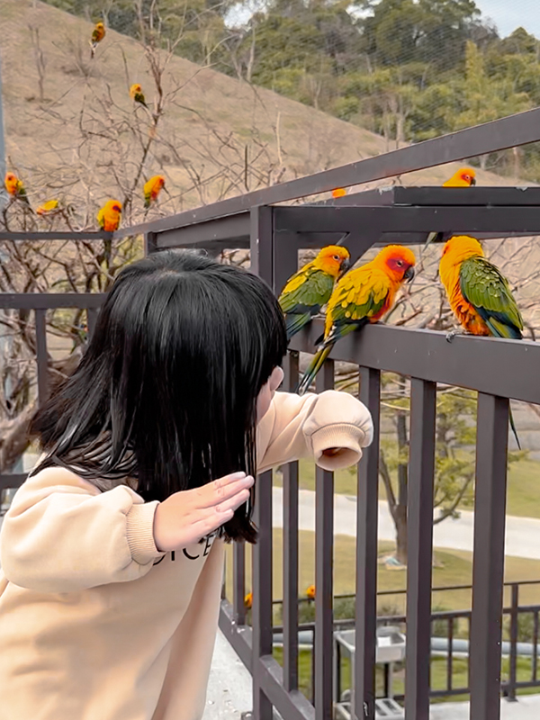 九九峰動物樂園│亞洲最大鳥類主題樂園。侏儸紀恐龍小火車.感受被鸚鵡包圍的刺激.免費騎小馬.餵羊駝/南投草屯親子旅遊景點