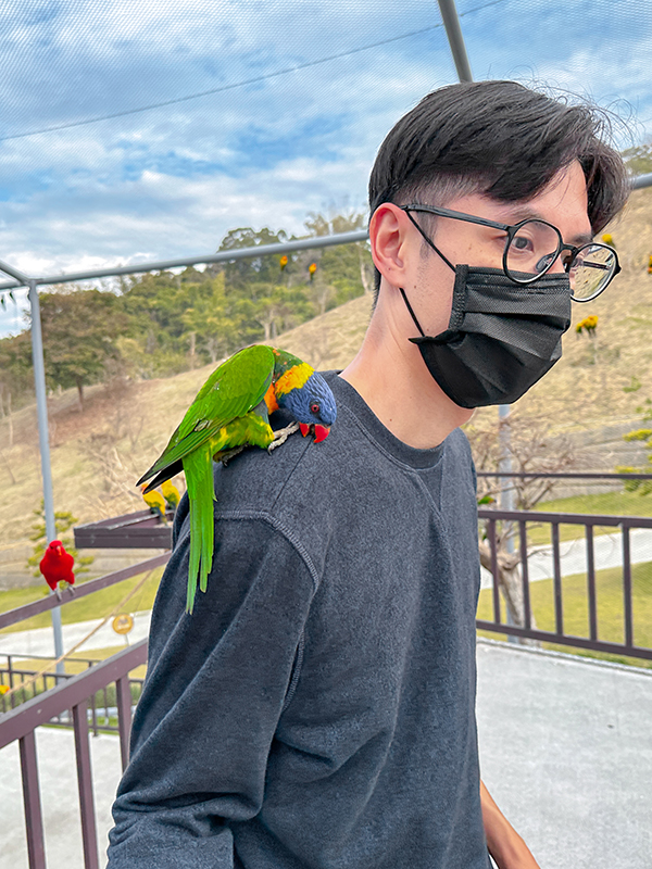 九九峰動物樂園│亞洲最大鳥類主題樂園。侏儸紀恐龍小火車.感受被鸚鵡包圍的刺激.免費騎小馬.餵羊駝/南投草屯親子旅遊景點