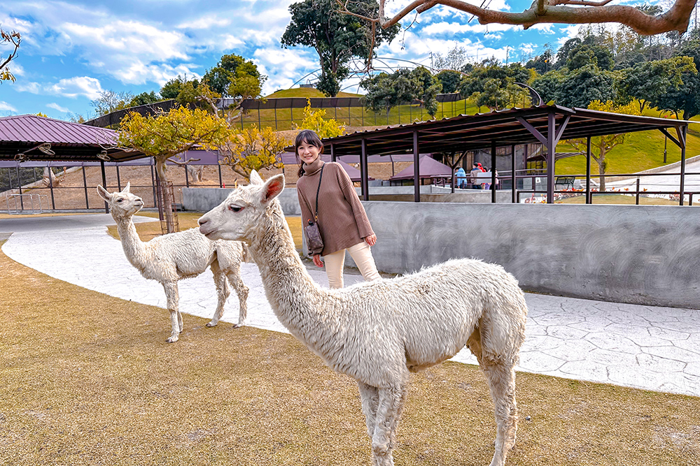 九九峰動物樂園│亞洲最大鳥類主題樂園。侏儸紀恐龍小火車.感受被鸚鵡包圍的刺激.免費騎小馬.餵羊駝/南投草屯親子旅遊景點