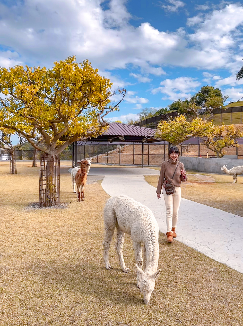 九九峰動物樂園│亞洲最大鳥類主題樂園。侏儸紀恐龍小火車.感受被鸚鵡包圍的刺激.免費騎小馬.餵羊駝/南投草屯親子旅遊景點