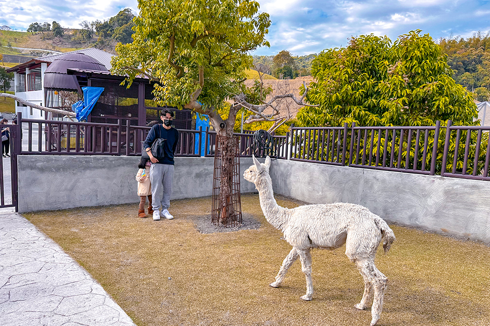 九九峰動物樂園│亞洲最大鳥類主題樂園。侏儸紀恐龍小火車.感受被鸚鵡包圍的刺激.免費騎小馬.餵羊駝/南投草屯親子旅遊景點