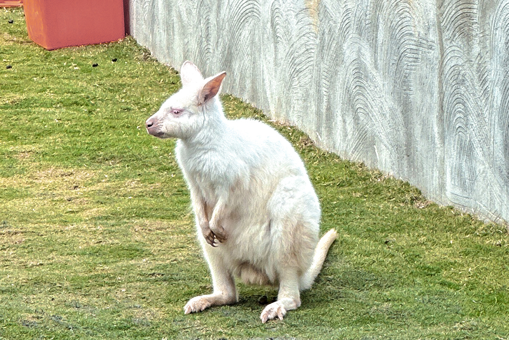 九九峰動物樂園│亞洲最大鳥類主題樂園。侏儸紀恐龍小火車.感受被鸚鵡包圍的刺激.免費騎小馬.餵羊駝/南投草屯親子旅遊景點