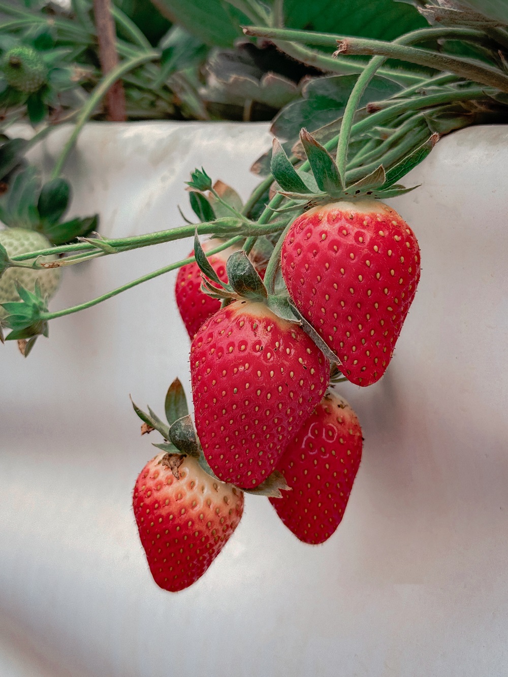 【2026 苗栗大湖採草莓】赤坡草莓園：高架有機草莓 x 日系文青咖啡廳，網美下午茶甜點推薦！