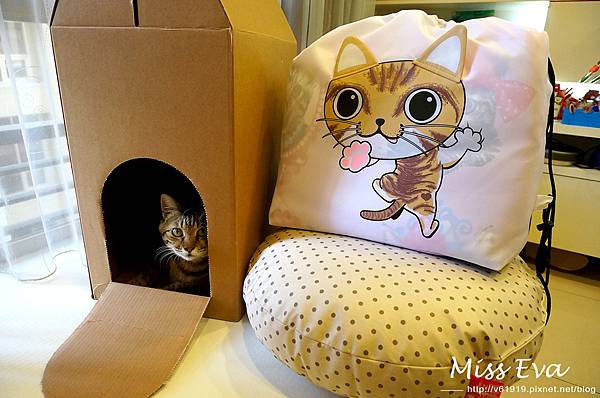 【蛙·居家】貓奴們注意~讓喵星人豆豆也瘋狂的貓咪六件式床包寢具組，DIY紙箱變成貓咪最喜歡的屋子吧！